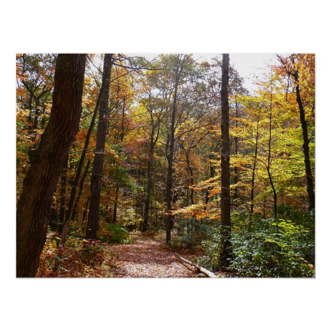 Sunlit Fall Trail in Laurel Hill State Park Poster (Front)