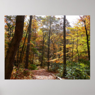 Sunlit Fall Trail in Laurel Hill State Park Poster