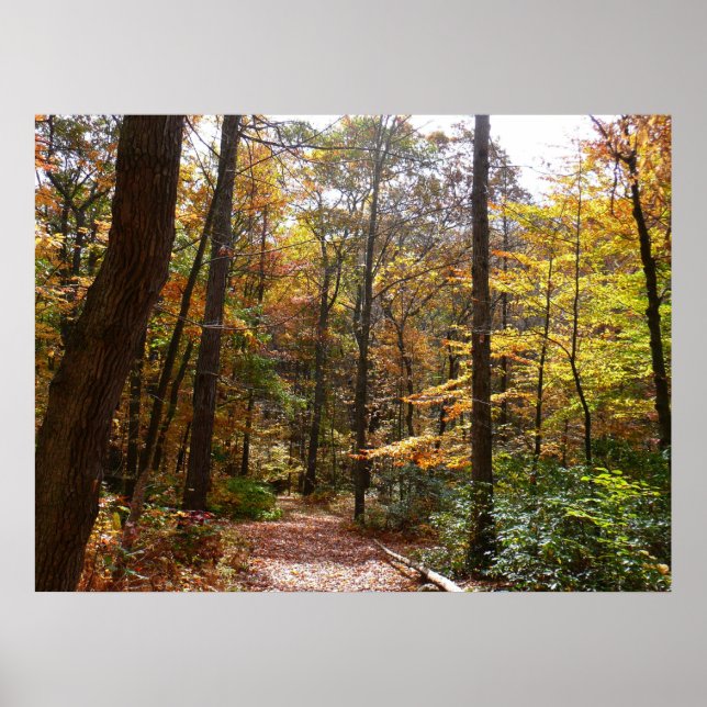 Sunlit Fall Trail in Laurel Hill State Park Poster (Front)