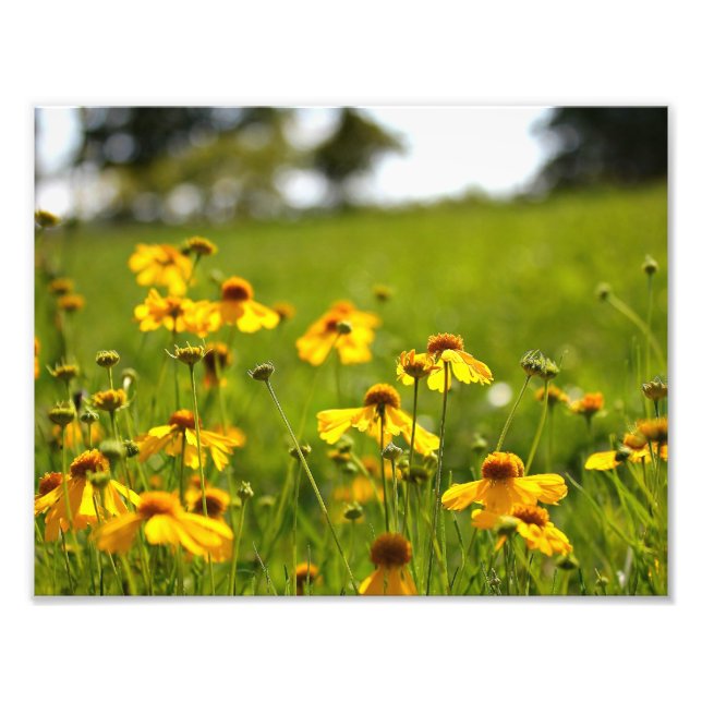 Sunlit flowers in a field photo print (Front)