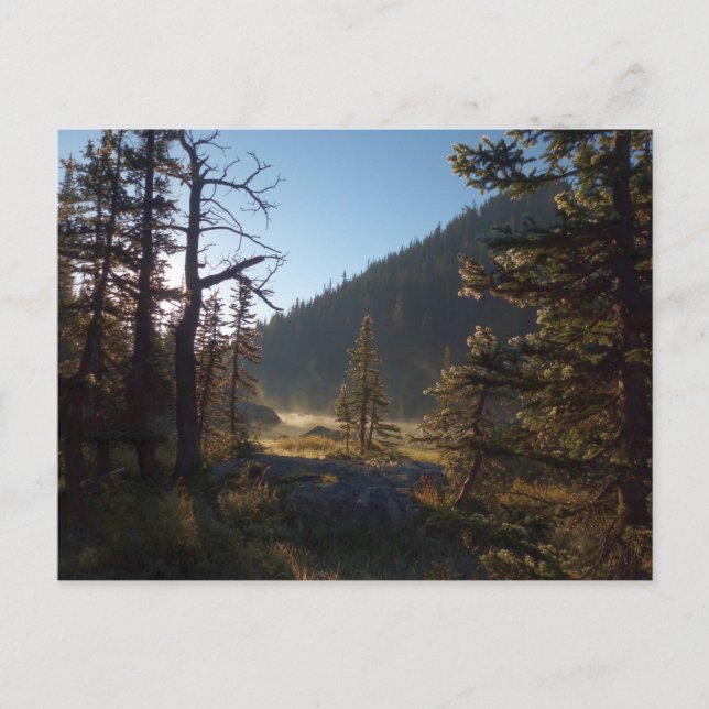 Sunlit Frosted Pine Trees at Dream Lake Postcard (Front)