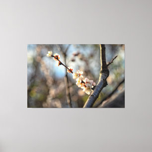 Sunlit Japanese Apricot Sakura White Flowers Canvas Print