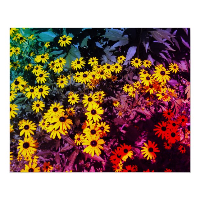 Sunlit Meadow Poster (Front)