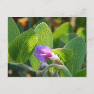 Sunlit Postcard