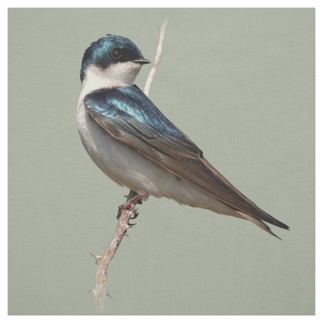 Sunlit Profile of a Tree Swallow Songbird Fabric (Swatch)