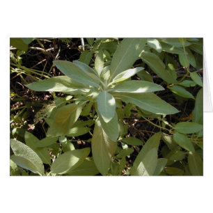 Sunlit Sage card