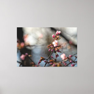 Sunlit Sakura Flowers Against The Cloudy Sky Canvas Print