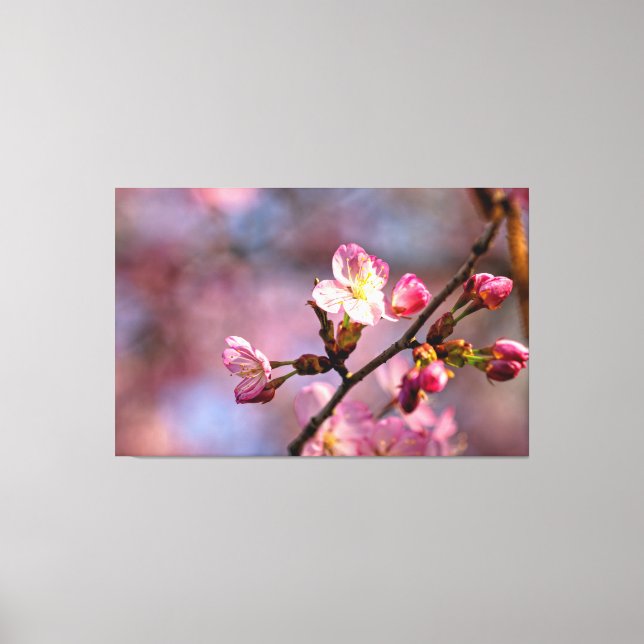 Sunlit Sakura Flowers And Buds On A Sweet Day Canvas Print (Front)