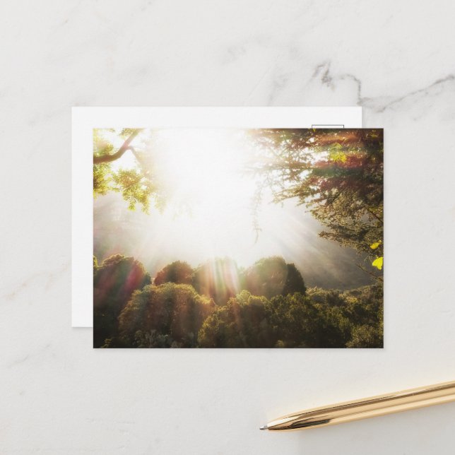 Sunlit Serene Forest Meadow Postcard (Front/Back In Situ)