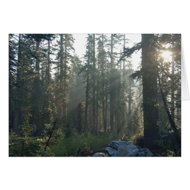 Sunlit Solitude (Front Horizontal)