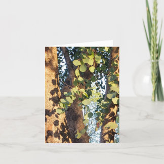 sunlit spill of eucalyptus greeting card