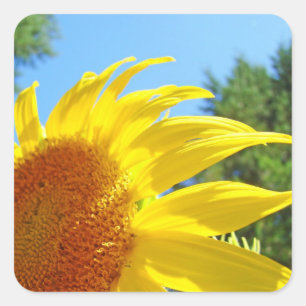 Sunlit Sunflower stickers seals Personalize Summer