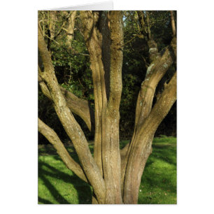 Sunlit Tree