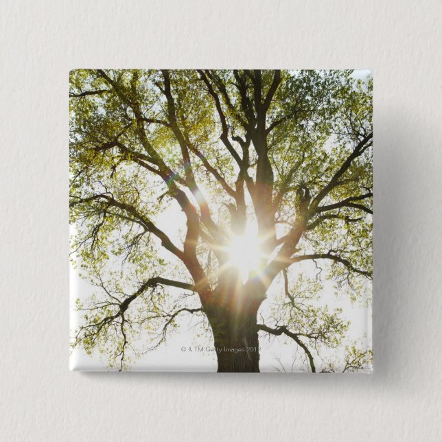 Sunlit Tree 2 Inch Square Button (Front)