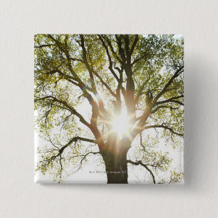 Sunlit Tree 2 Inch Square Button