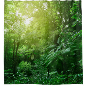 Sunlit tree canopy in tropical jungle