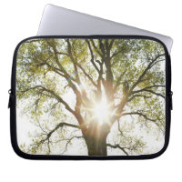 Sunlit Tree