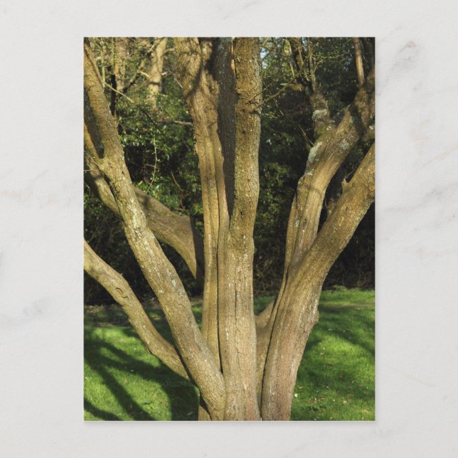 Sunlit Tree Postcard (Front)