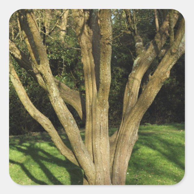 Sunlit Tree Square Sticker (Front)