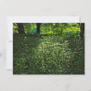 Sunlit Undergrowth. Blackweir Woods, Cardiff Card