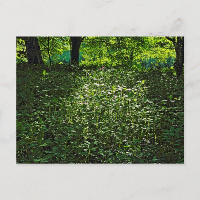 Sunlit Undergrowth.  Blackweir Woods, Cardiff Postcard (Front)