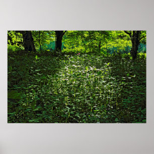 Sunlit Undergrowth.  Blackweir Woods, Cardiff Poster