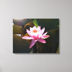 Sunlit Waterlily Pink Floral Water Garden Canvas Print