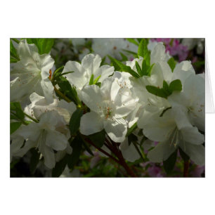Sunlit White Azaleas Beautiful Spring Flowers