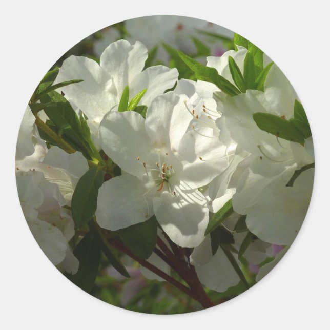 Sunlit White Azaleas Beautiful Spring Flowers Classic Round Sticker (Front)