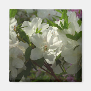 Sunlit White Azaleas Beautiful Spring Flowers Magnet