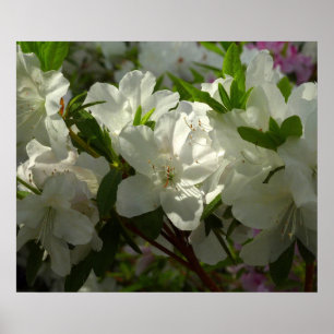 Sunlit White Azaleas Beautiful Spring Flowers Poster