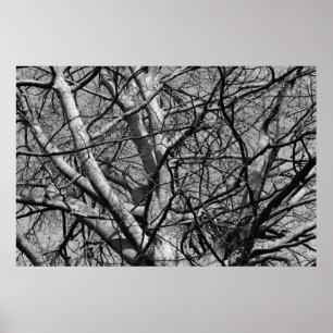 Sunlit Winter Branches (B&W) Poster