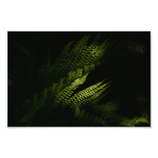 Sunlit woodland ferns (6160) photo print
