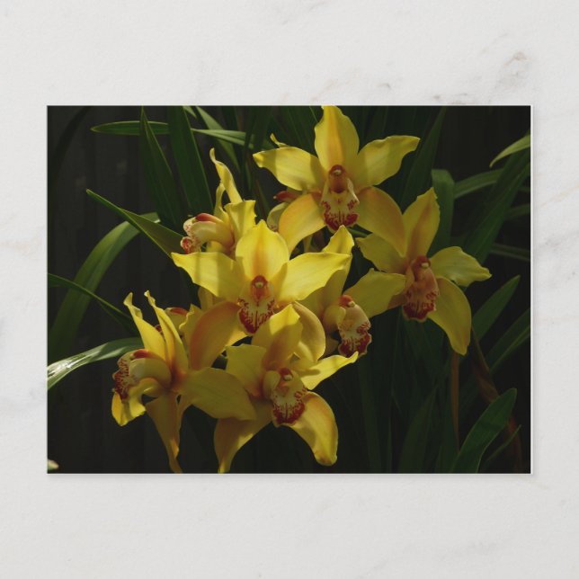 Sunlit Yellow Orchids Floral Postcard (Front)