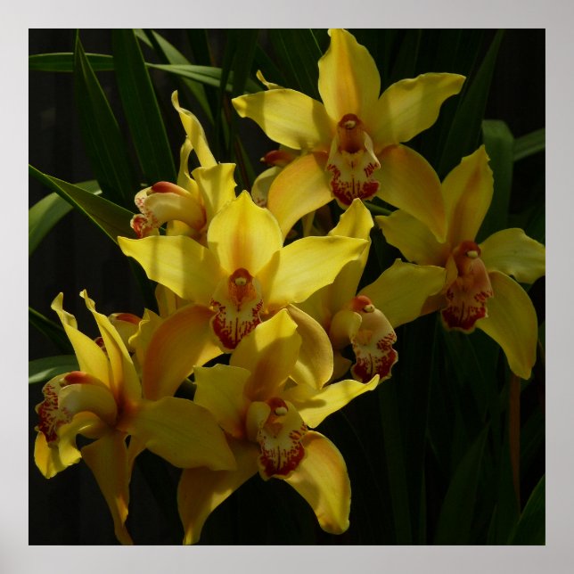 Sunlit Yellow Orchids Floral Poster (Front)