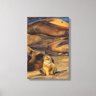 Sunning! Canvas Print