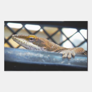 Sunning Green Anole Lizard Photo Sticker