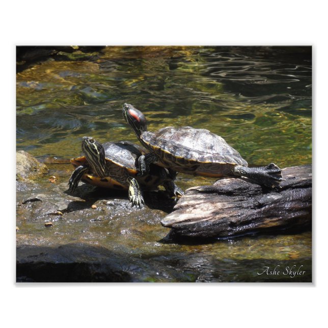 Sunning Red-Eared Sliders Photo Print (Front)