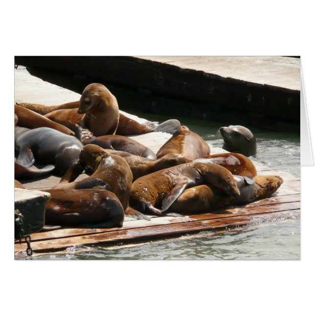 Sunning Sea Lions in San Francisco (Front Horizontal)