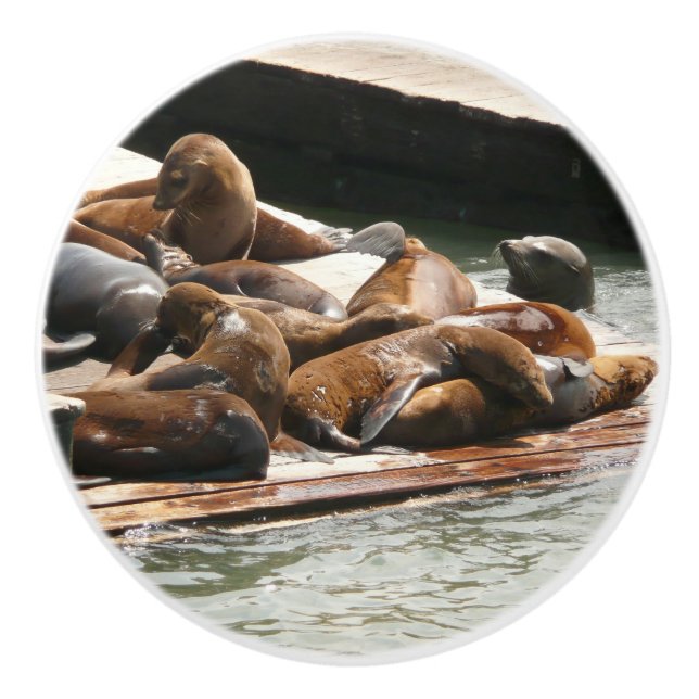 Sunning Sea Lions in San Francisco Ceramic Knob (Front)