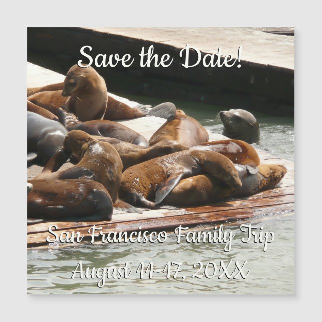 Sunning Sea Lions in San Francisco Save the Date (Front)