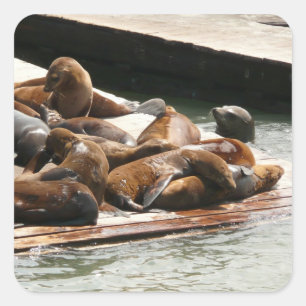 Sunning Sea Lions in San Francisco Square Sticker