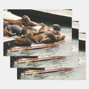 Sunning Sea Lions in San Francisco Wrapping Paper Sheet