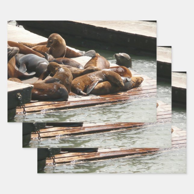 Sunning Sea Lions in San Francisco Wrapping Paper Sheet (Set)
