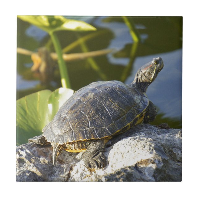 Sunning Tile (Front)