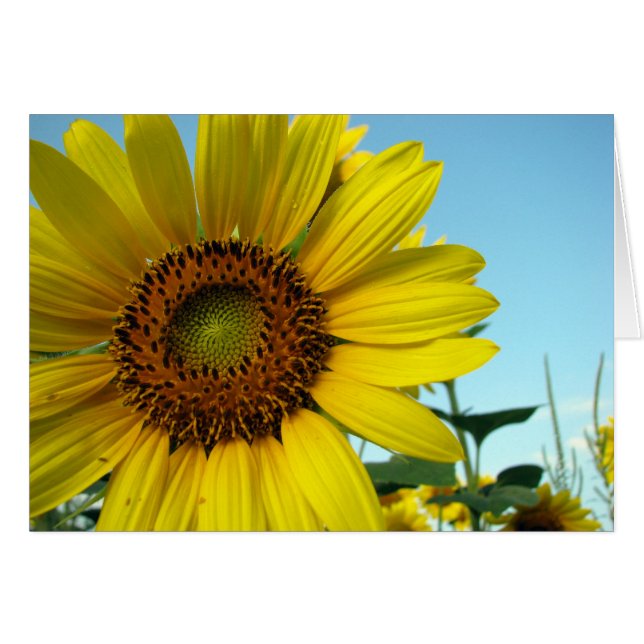 Sunny (Front Horizontal)