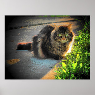 Sunny and Cold Grumpy Angel Cat by djoneill Poster