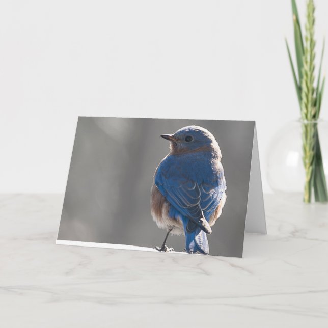 Sunny Bluebird Card (Front)