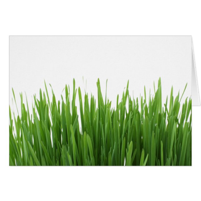 Sunny bright green grass photograph print (Front Horizontal)