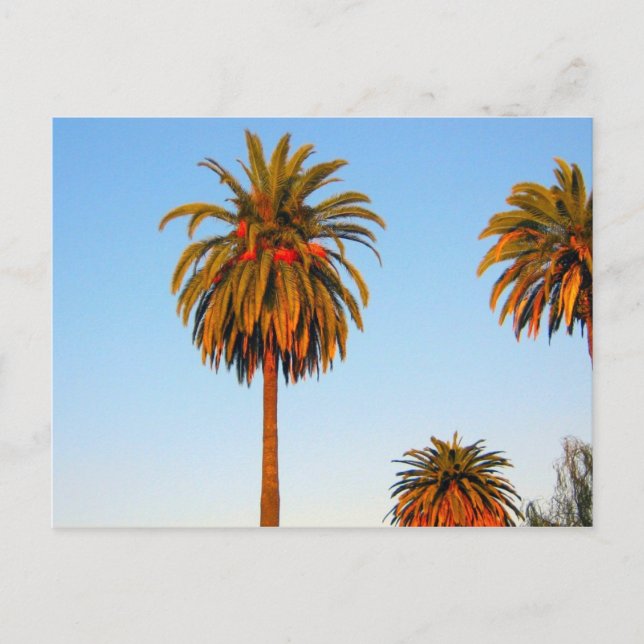 Sunny California Palm Trees Postcard (Front)